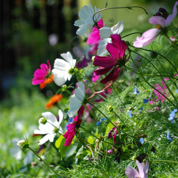 Photo of white & pink flowers