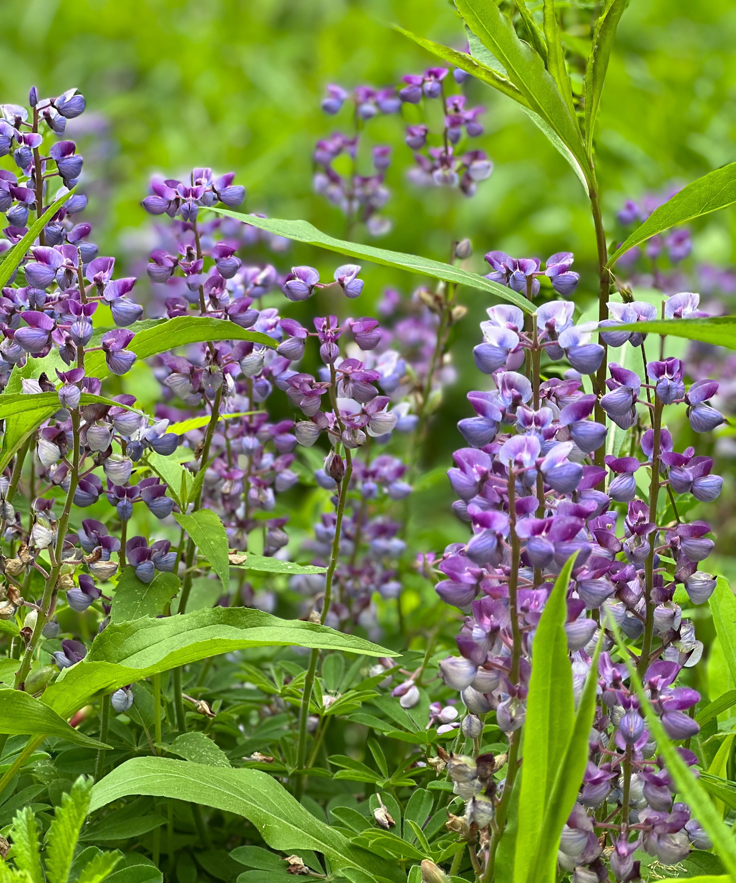 butterfly in the flower