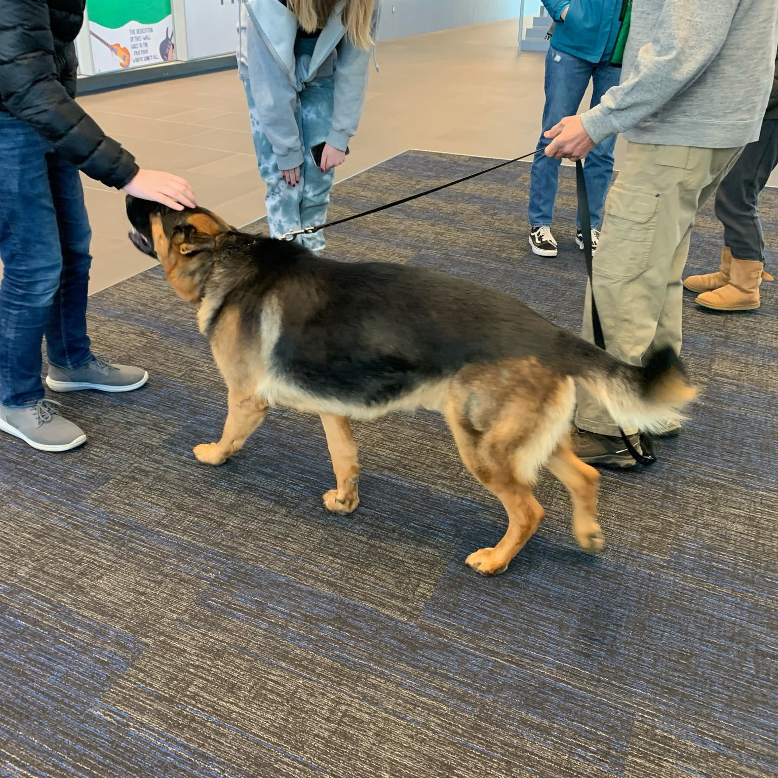 people petting a German Shepard dog