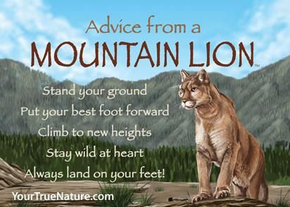 Advice from a Mountain Lion: stand your ground, put your best foot forward, climb to new heights, stay wild at heart, always land on your feet