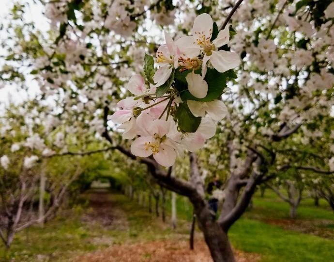 apple blossom tree and orchard behind