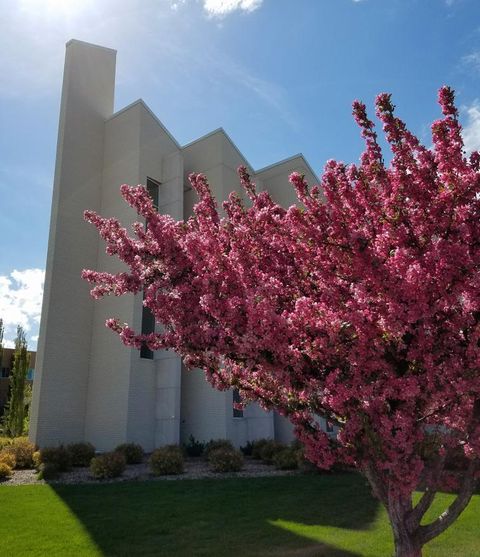 tree in blossom in front of building at BYUI