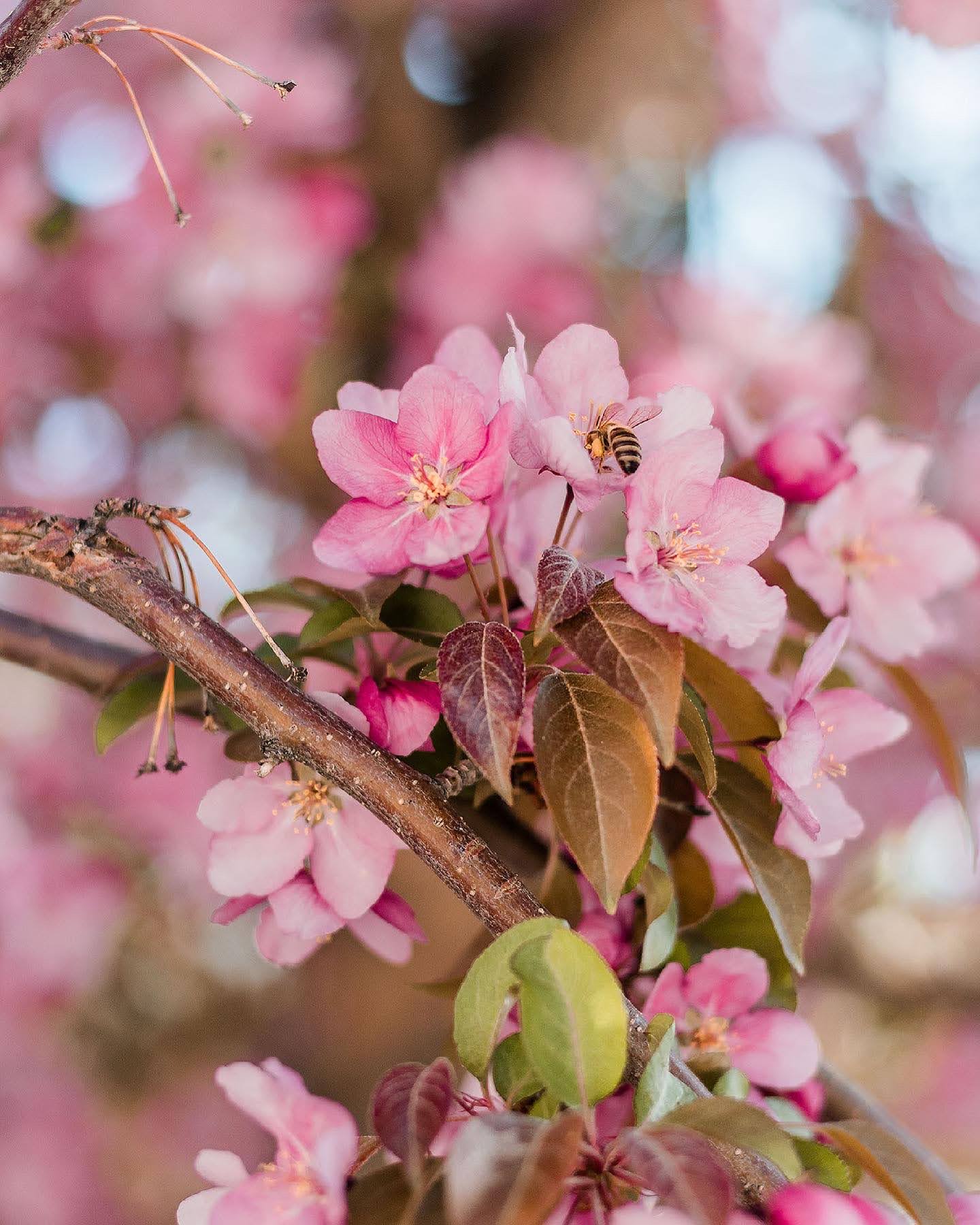 apple blossoms up close with bee