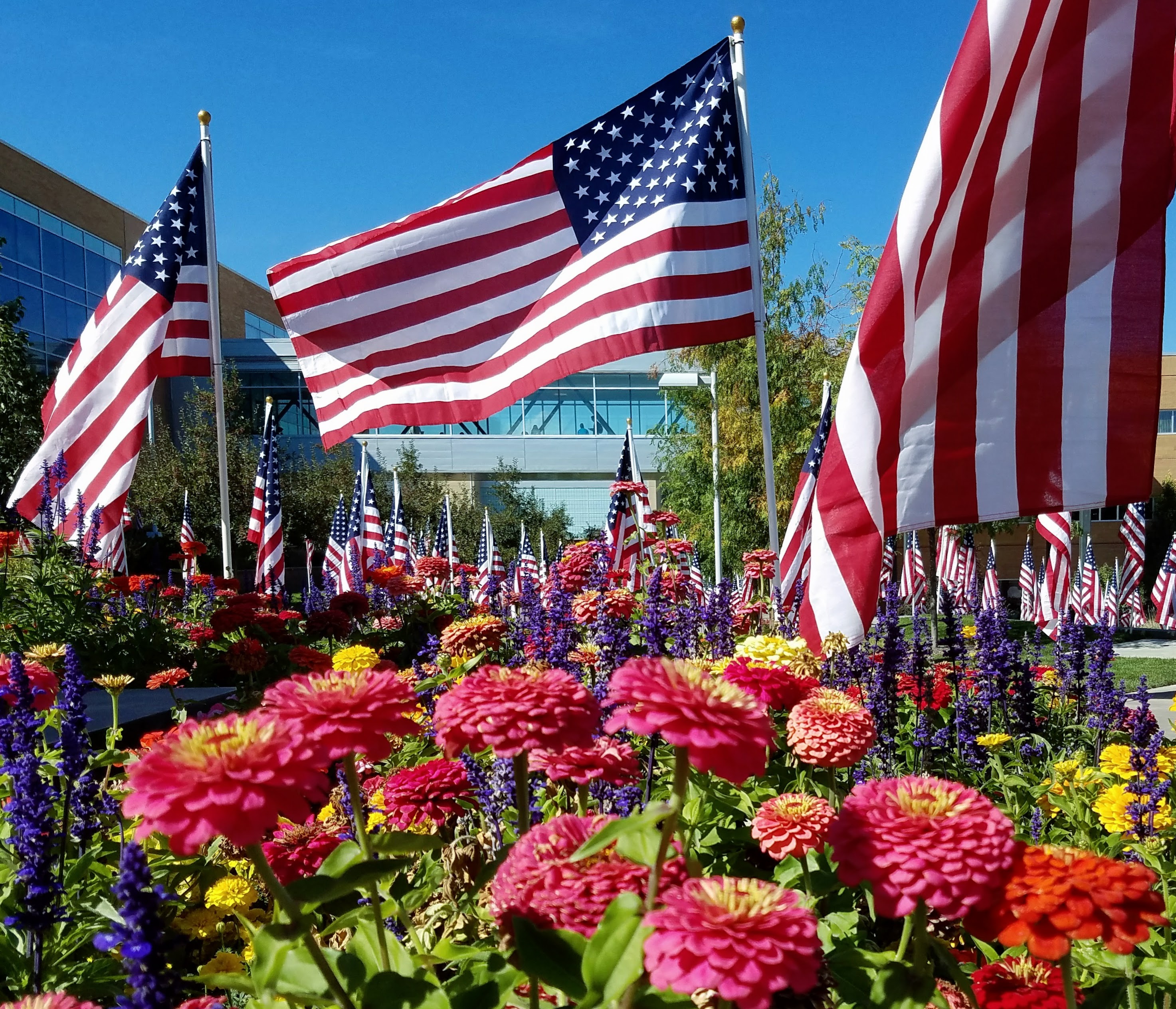 American Flags on Display on BYUI Campus over a full bed of flowers.