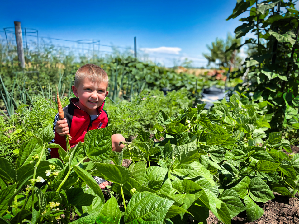 little boy sitting in a vegetable patch holding a carrot