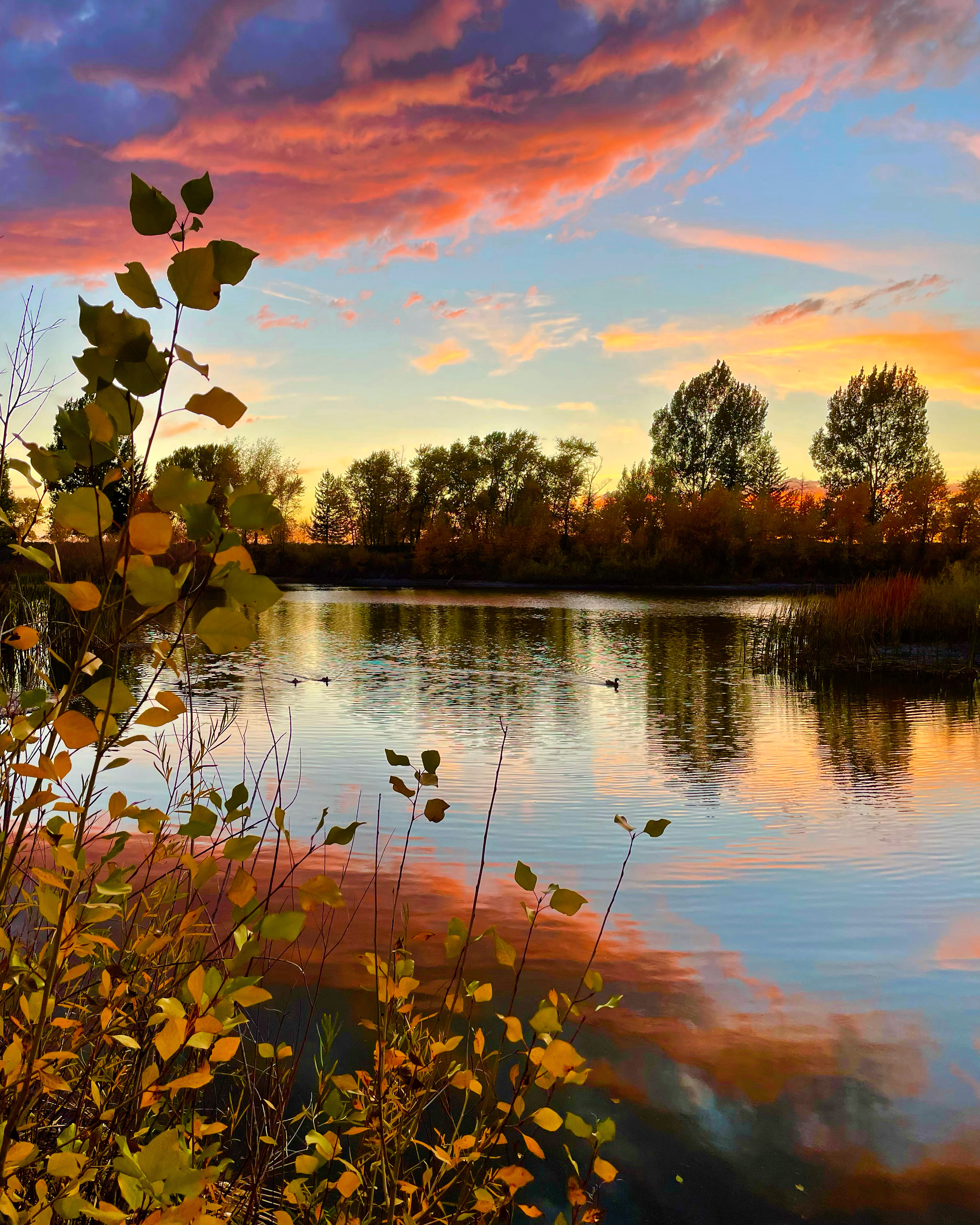 sunset over the pond in nature park with bright colors in the sky reflected on the pond waters surrounded by trees.