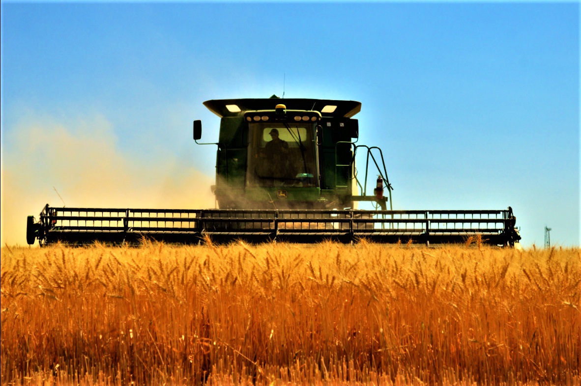 A green harvest auger (machine) harvesting golden wheat in front of a clear blue sky