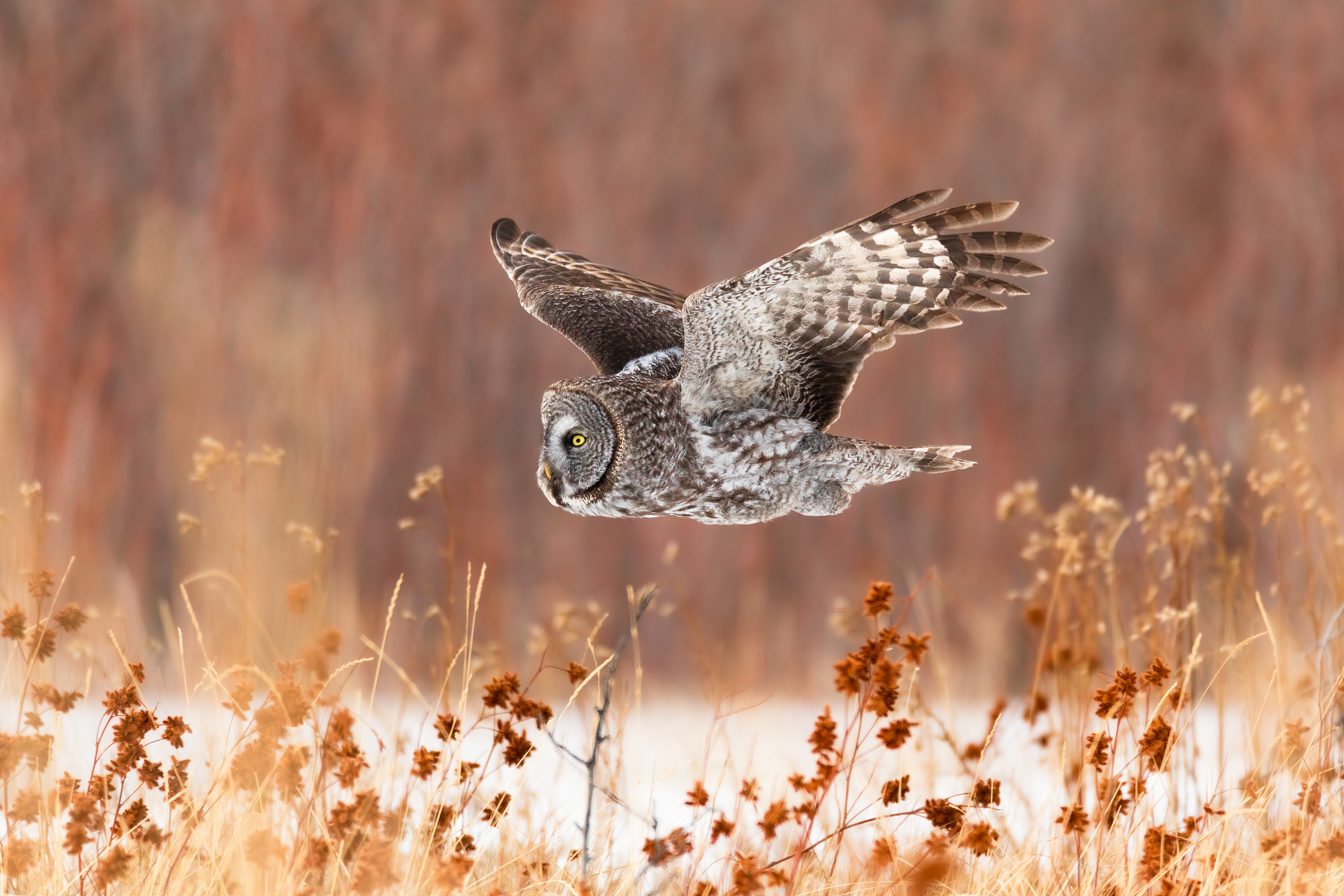 An owl flies over the field with snow on the ground in the background
