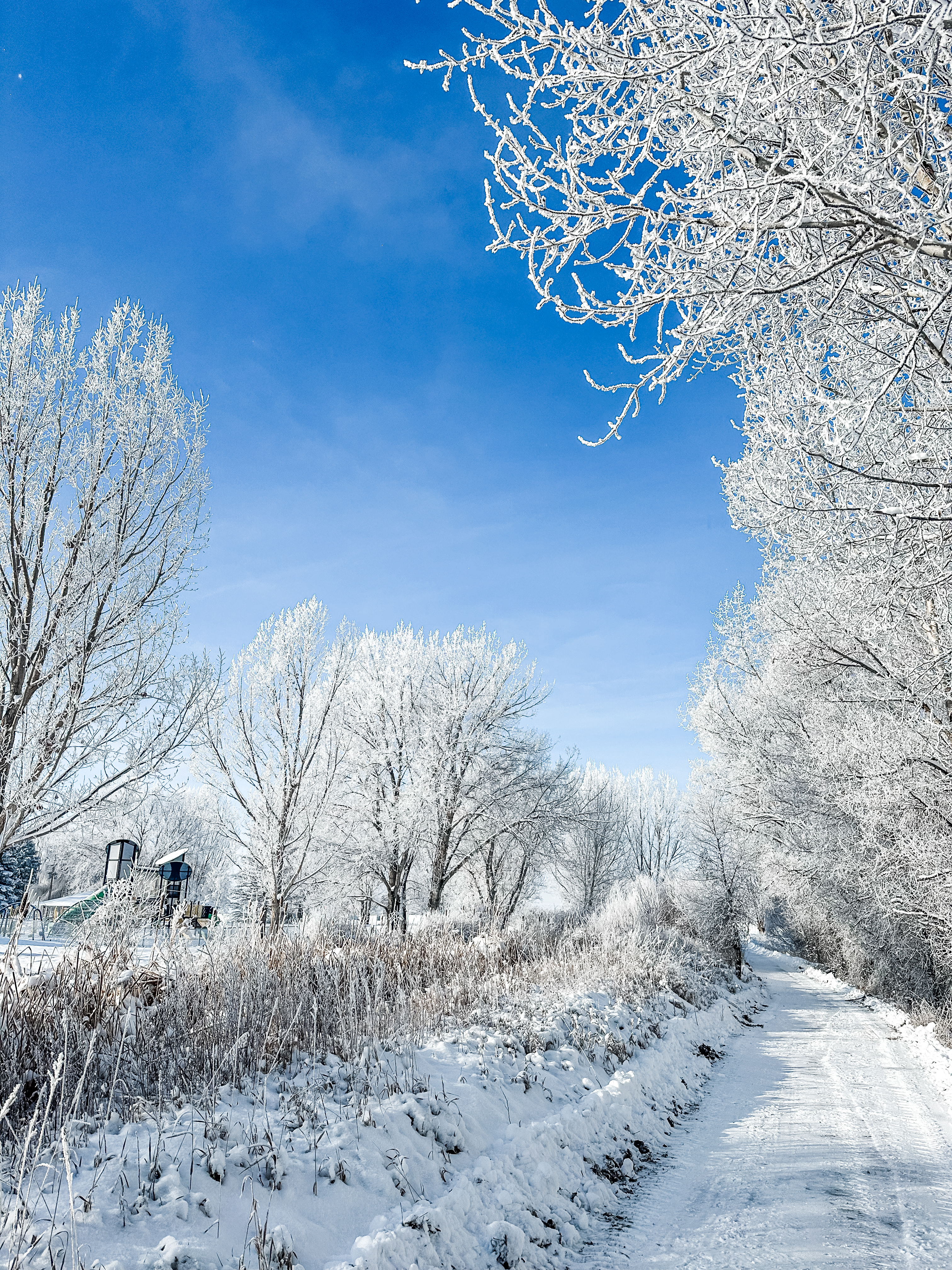 Nature Park trail behind the playground - everything is covered in a fresh coat of frost and snow in front of a bright blue sky
