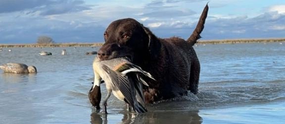 black lab and water fowl