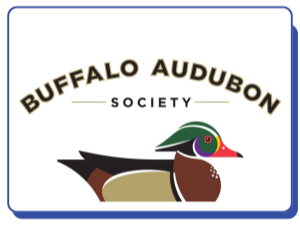 Buffalo Audubon Society