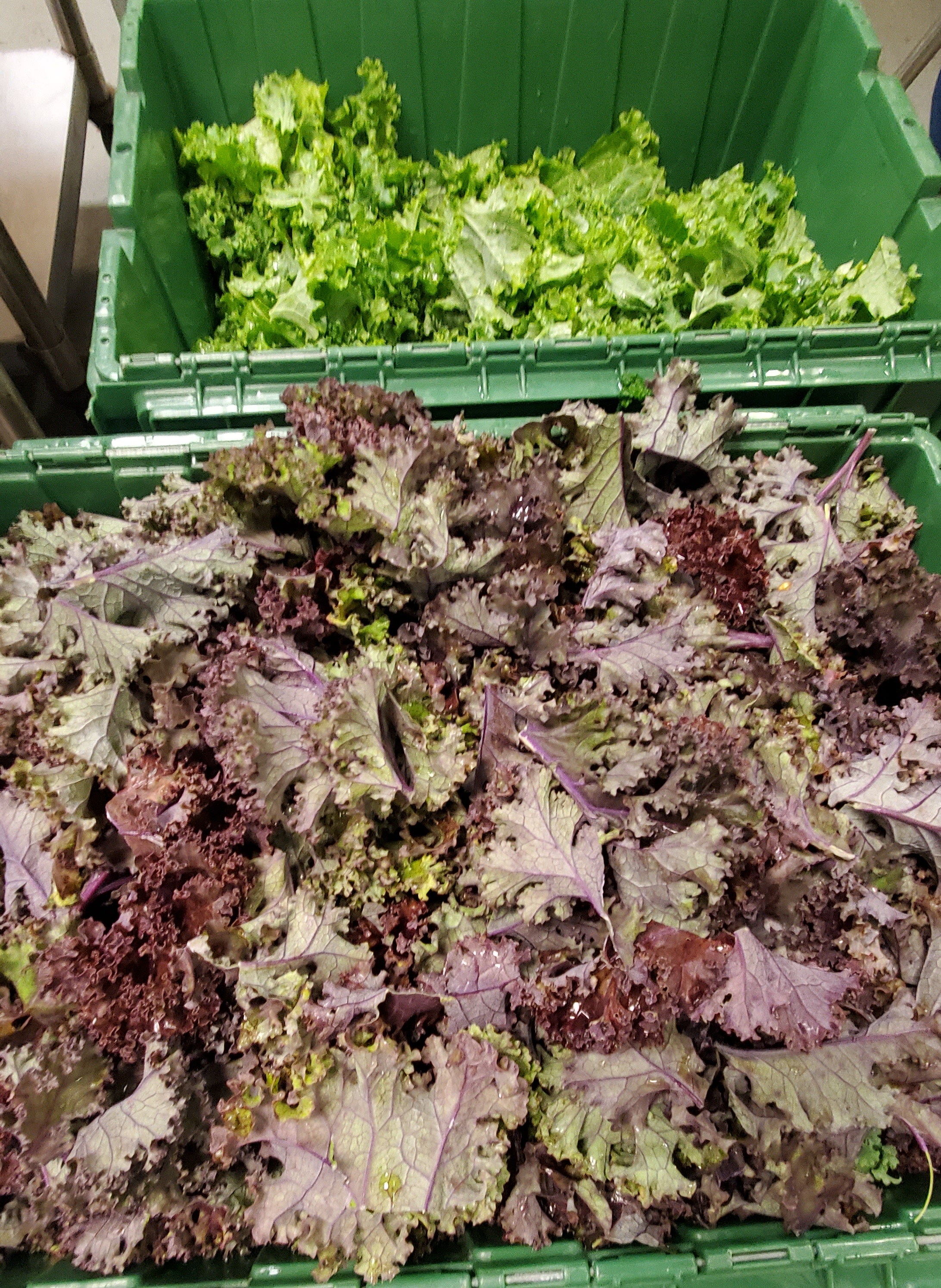 Purple and green curley kale