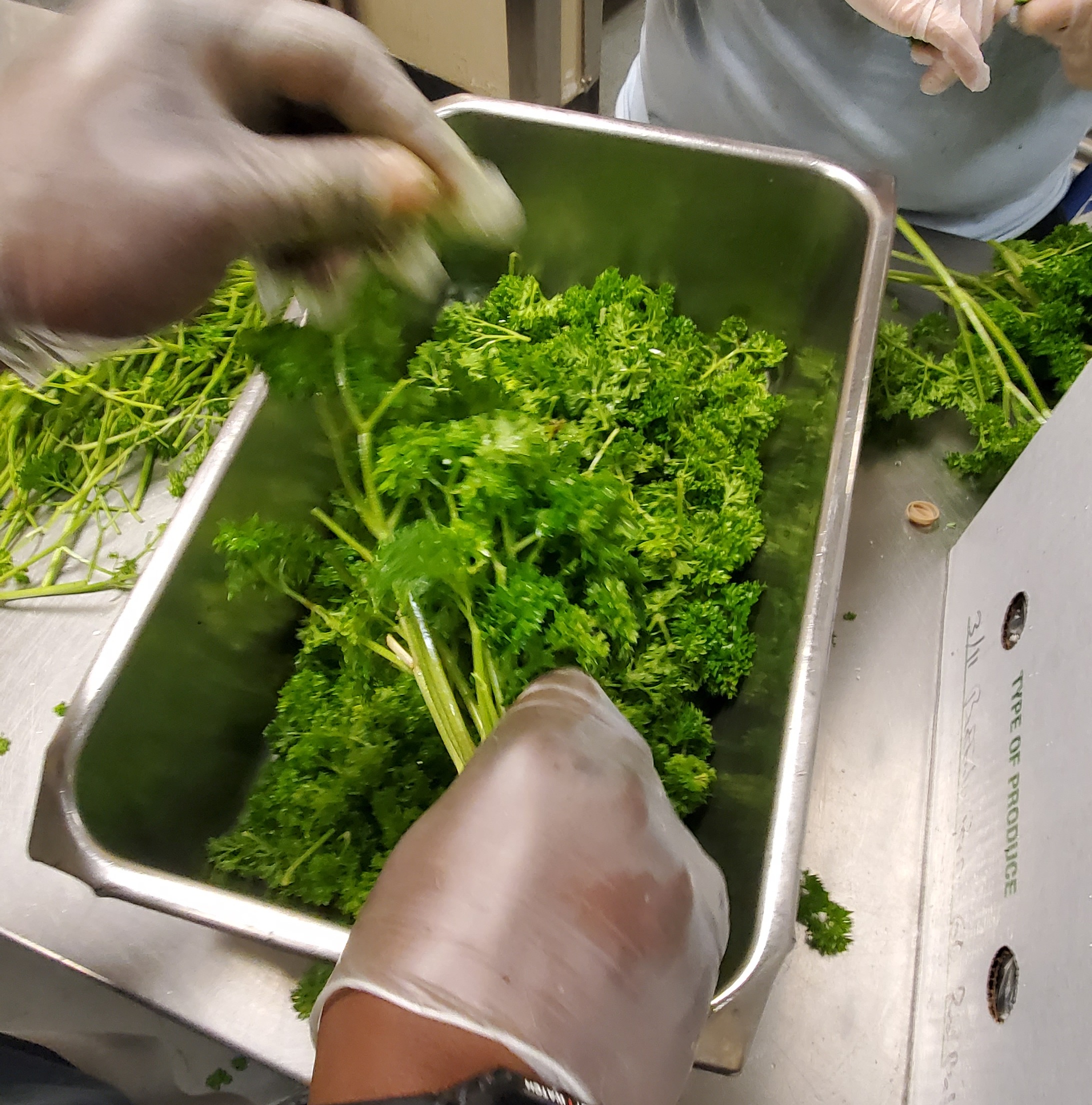 Preping the parsley