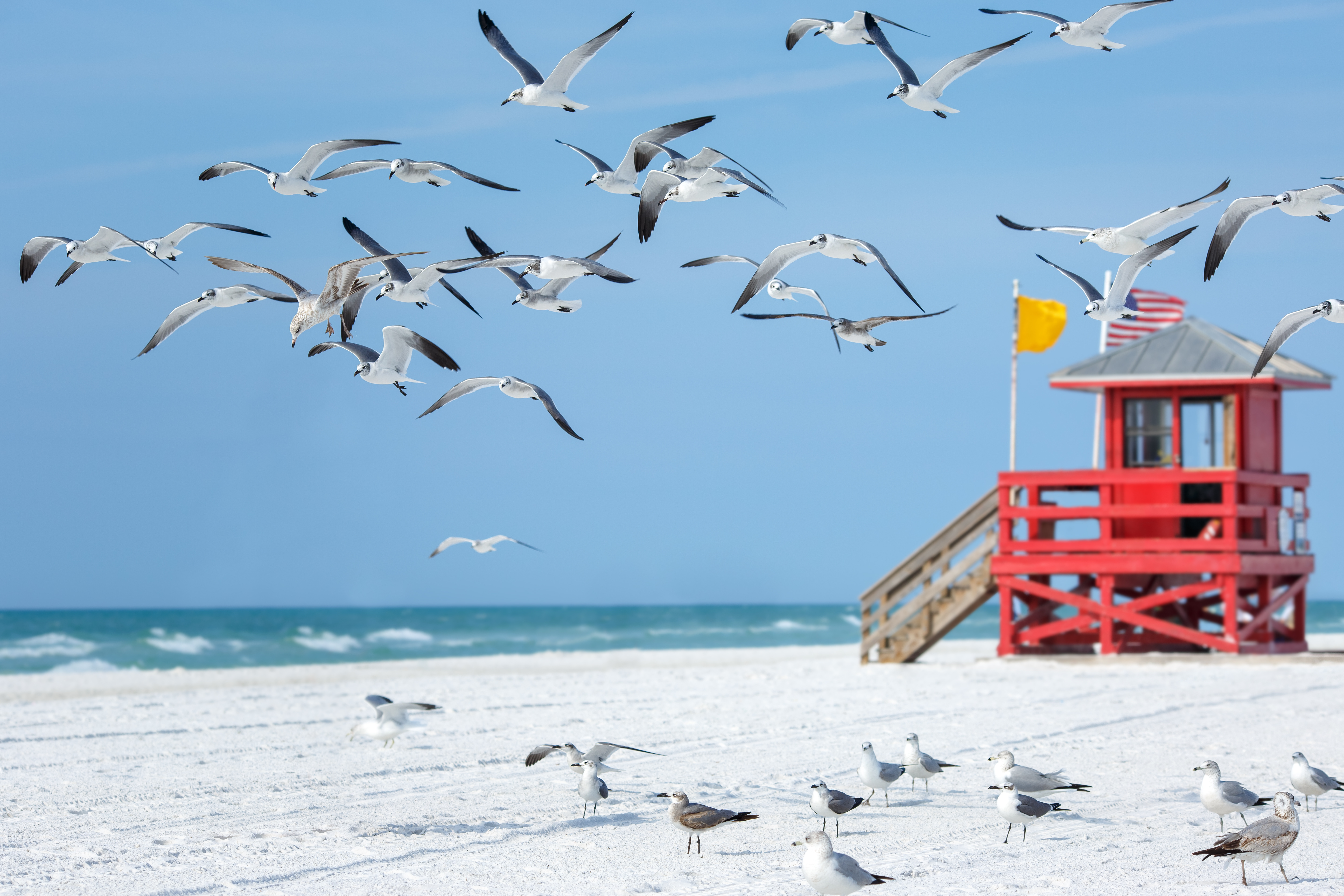birds flying over the beach