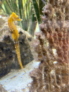 seahorse