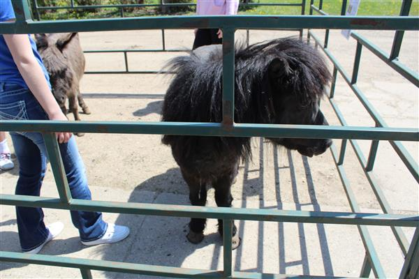 A small pony in a pen with onlookers watching.