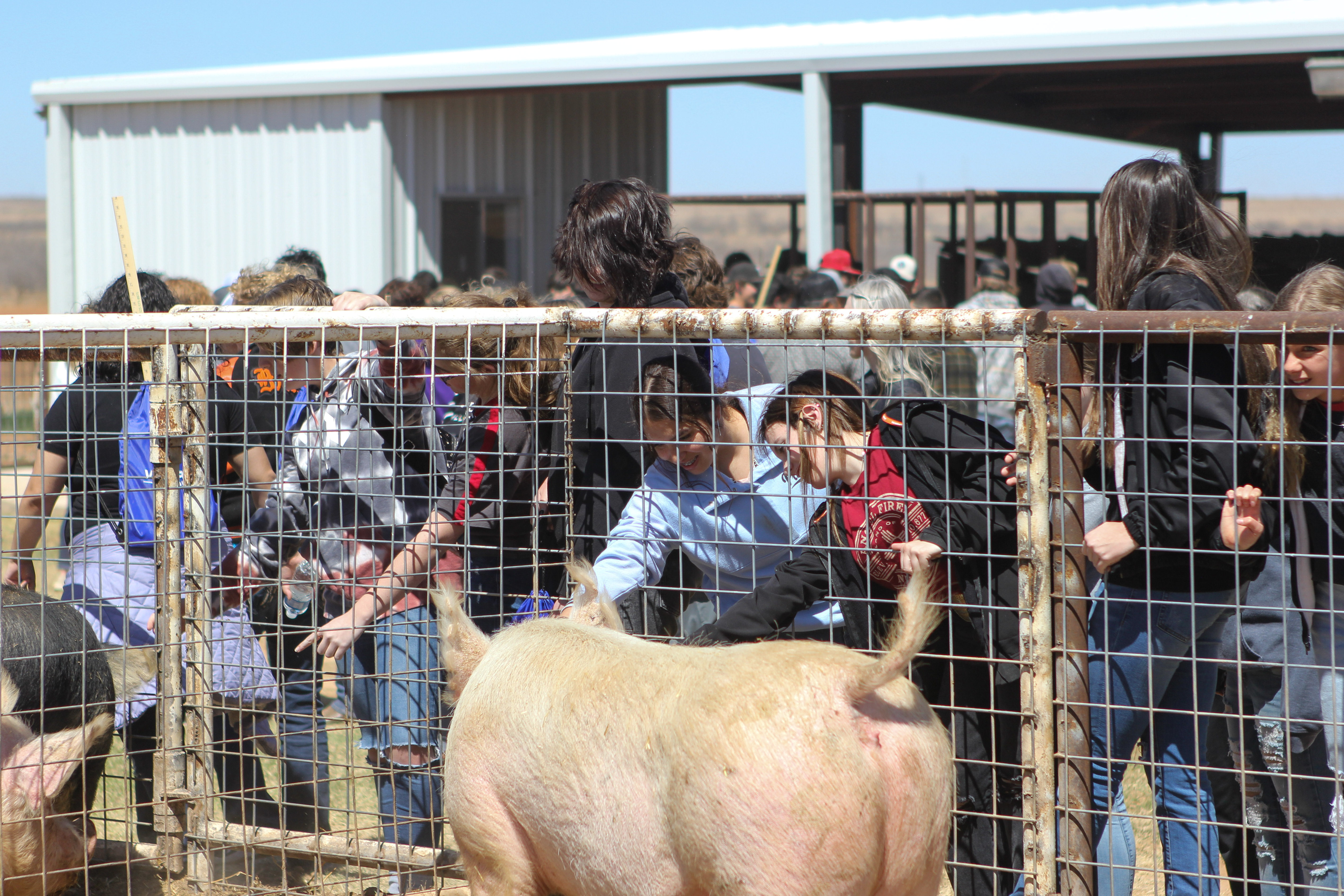 People petting pig