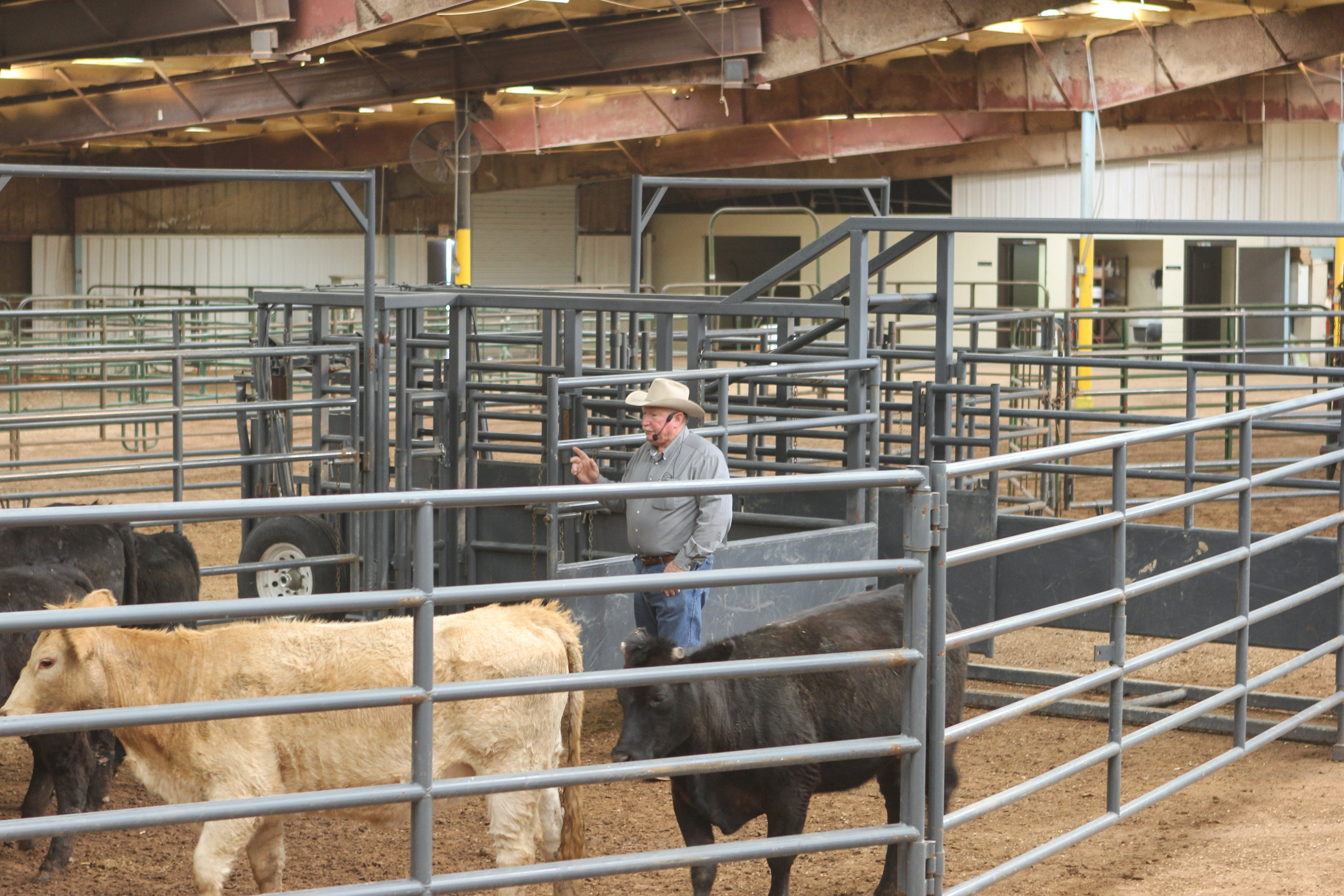 Person in cow stable giving presentation