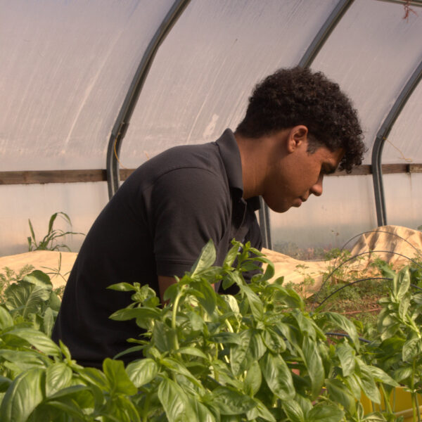 persons giving maintenance to plants in a nursery