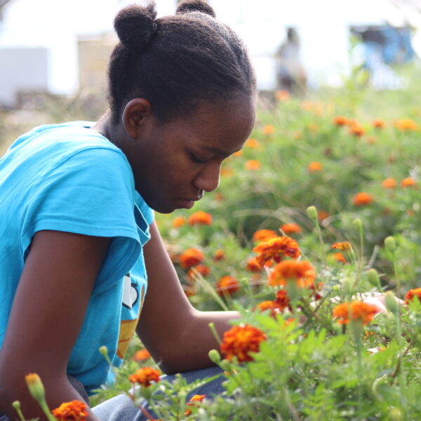 persons giving maintenance to plants in a nursery