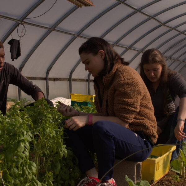 persons giving maintenance to plants in a nursery