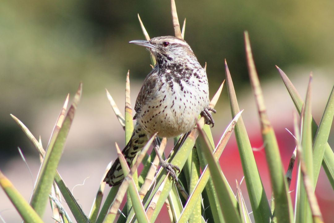 Picture of a Cactus Wren sitting atop a spiky plant.