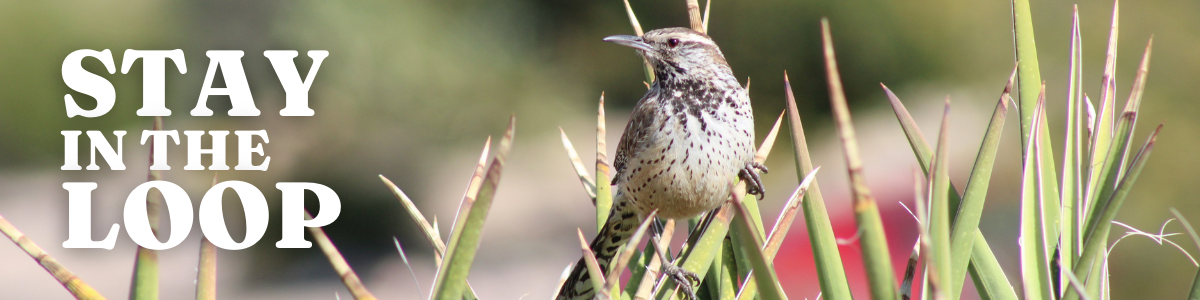 Cactus wren with the words "Stay In The Loop"