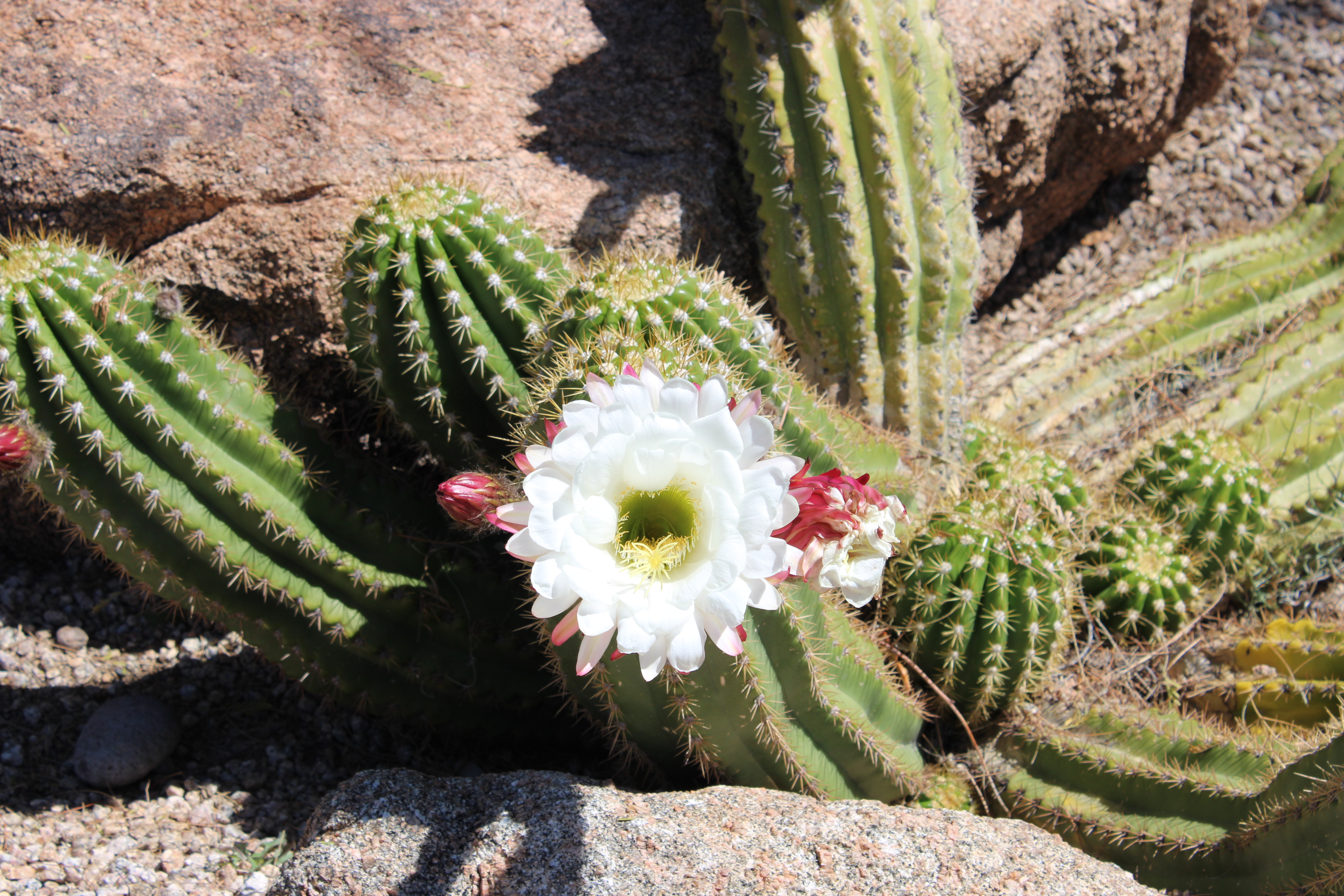 White and pink cacti flower