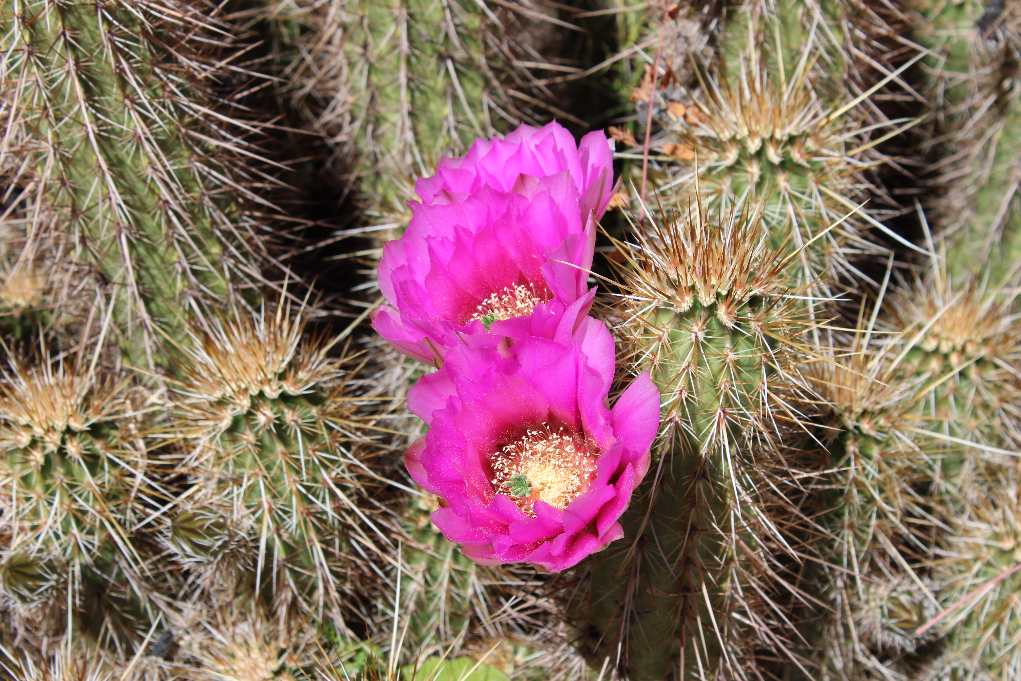 Bright pink flower cactus bloom