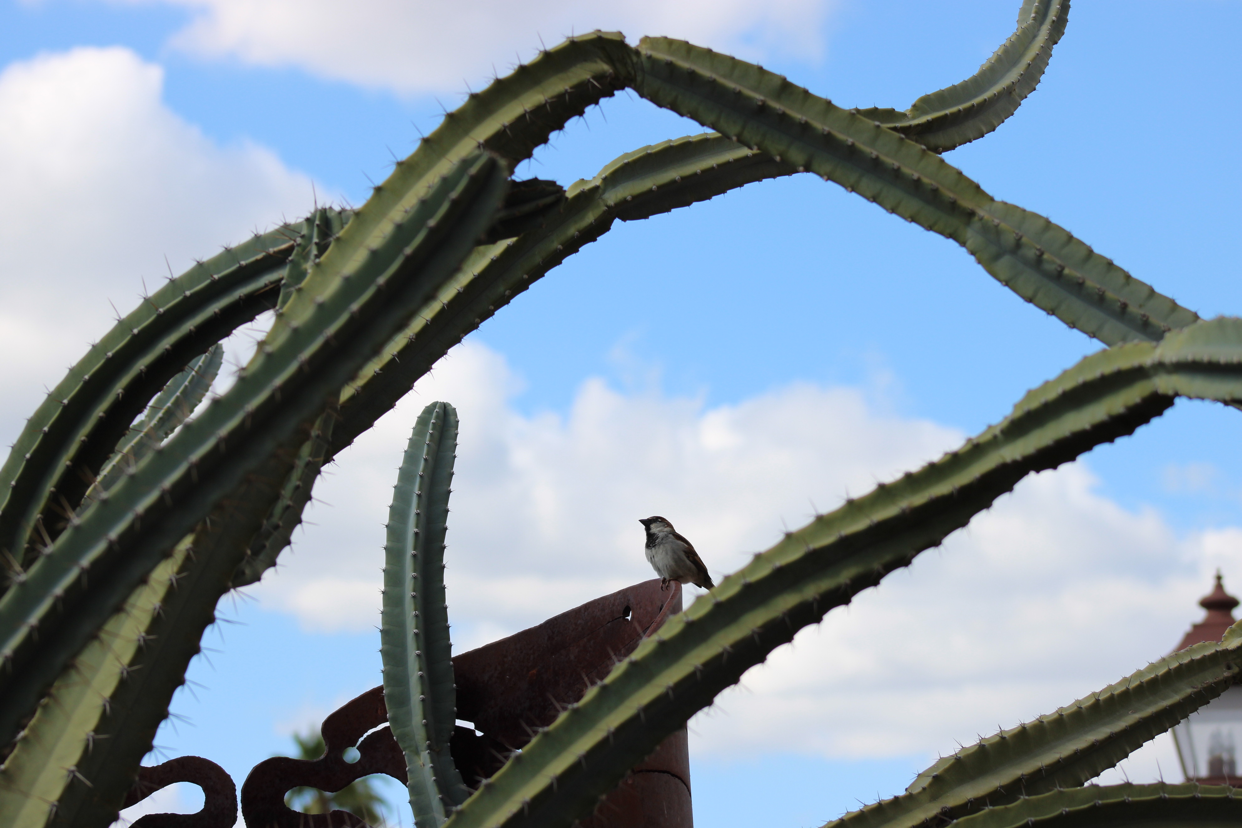 Sparrow on an art statue surrounded by cacti