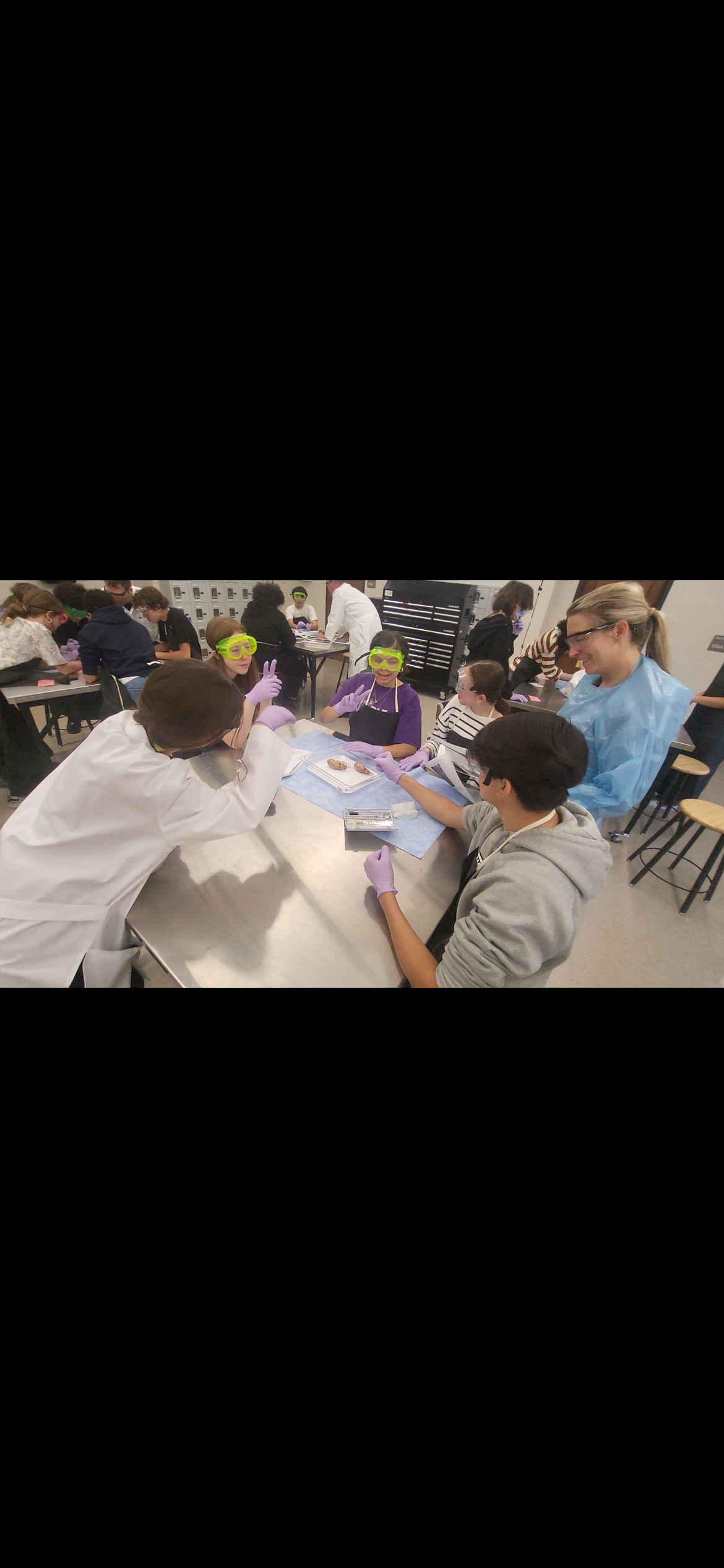 Dissection