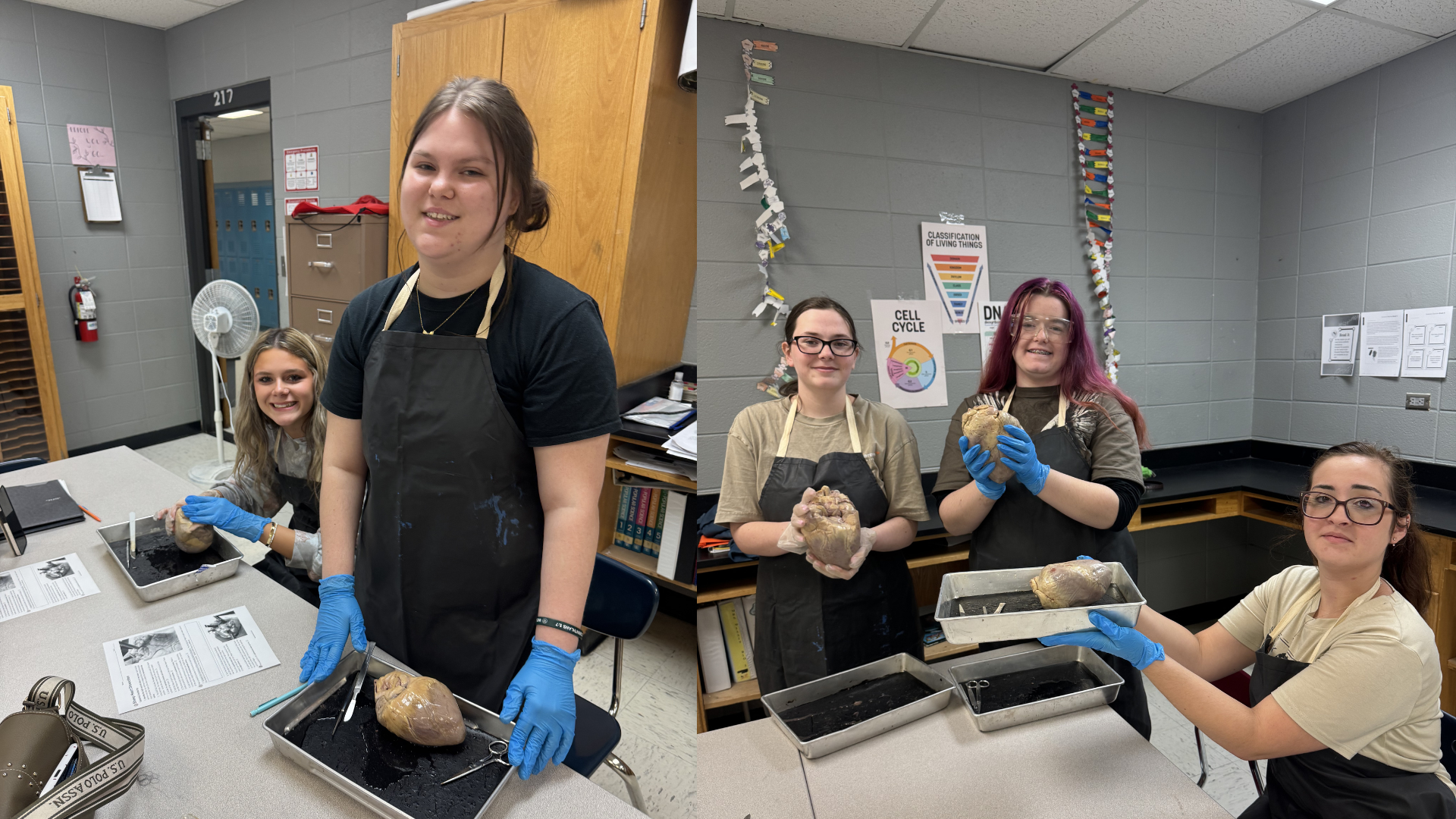 Mrs. Goodin's Class Disected a Bovine Heart