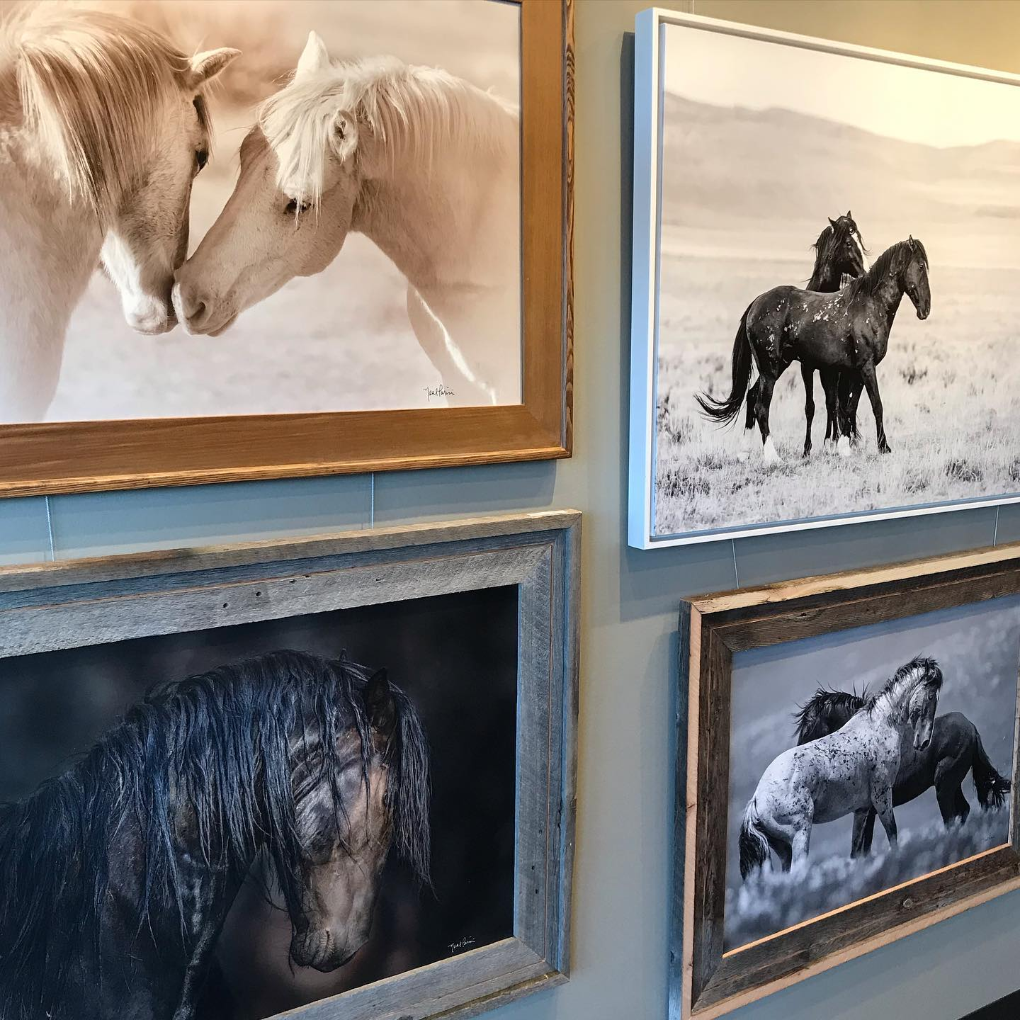 Four framed photographs of horses on display at the Romance