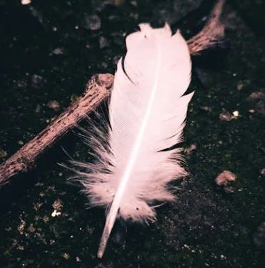 photo of white feather on dark dirt background