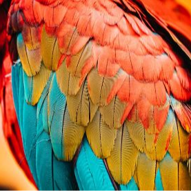 photo of macaw parrot feathers on the bird's side/wing; red, green & blue