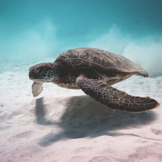 photo of turtle in water with sand & shadow