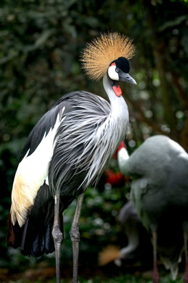 A crane with a gray and white body, black tail, and bright red crest stands with another bird behind it.