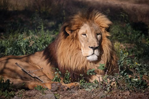 a lion