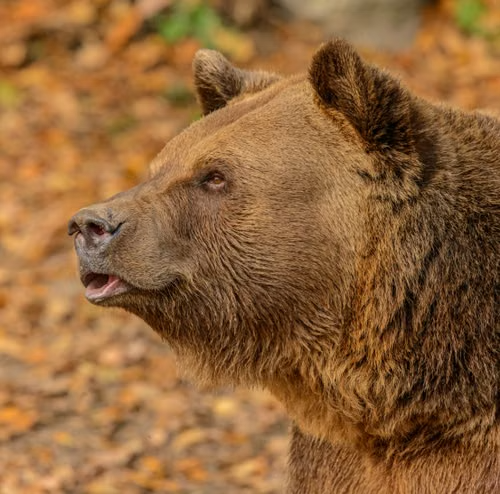 bear