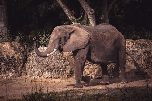 Elephants