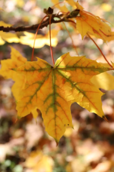leaves