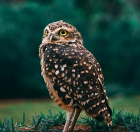 owl