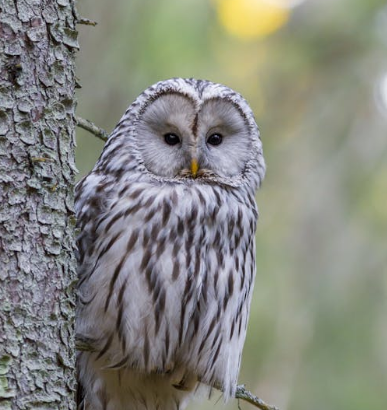 owl