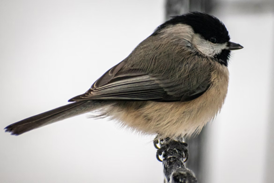 snowy chickadees