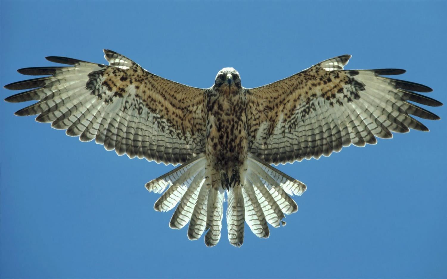 picture of a falcon