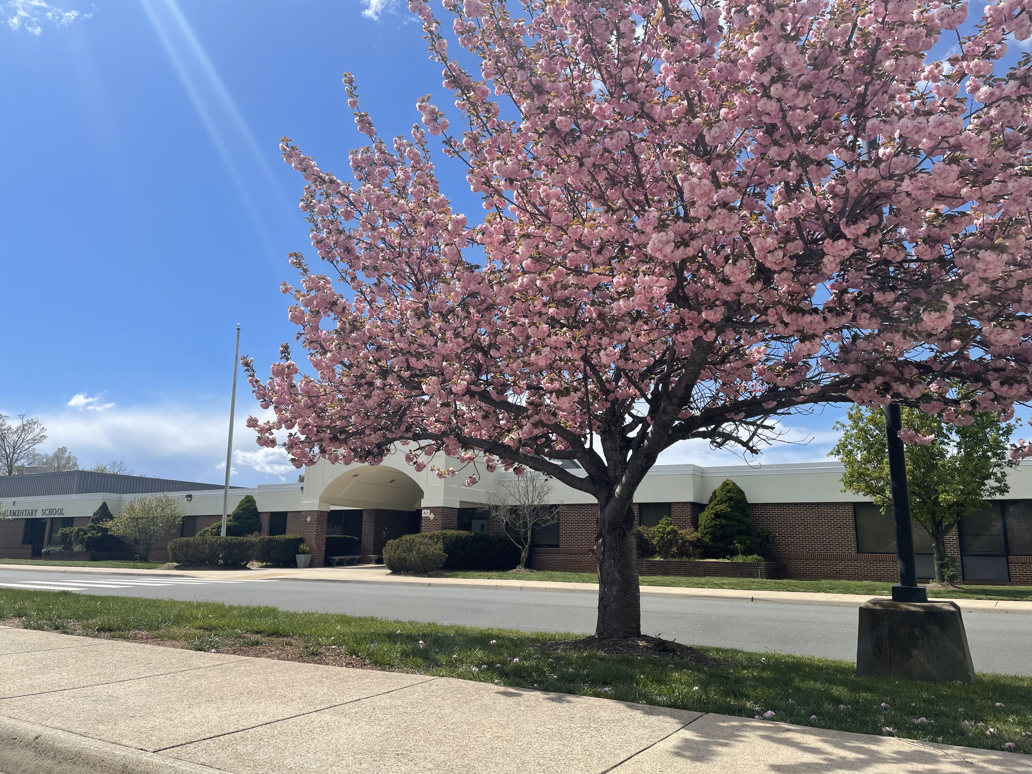 Lowes Spring Picture