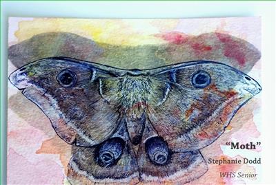 Moth as drawn by a student