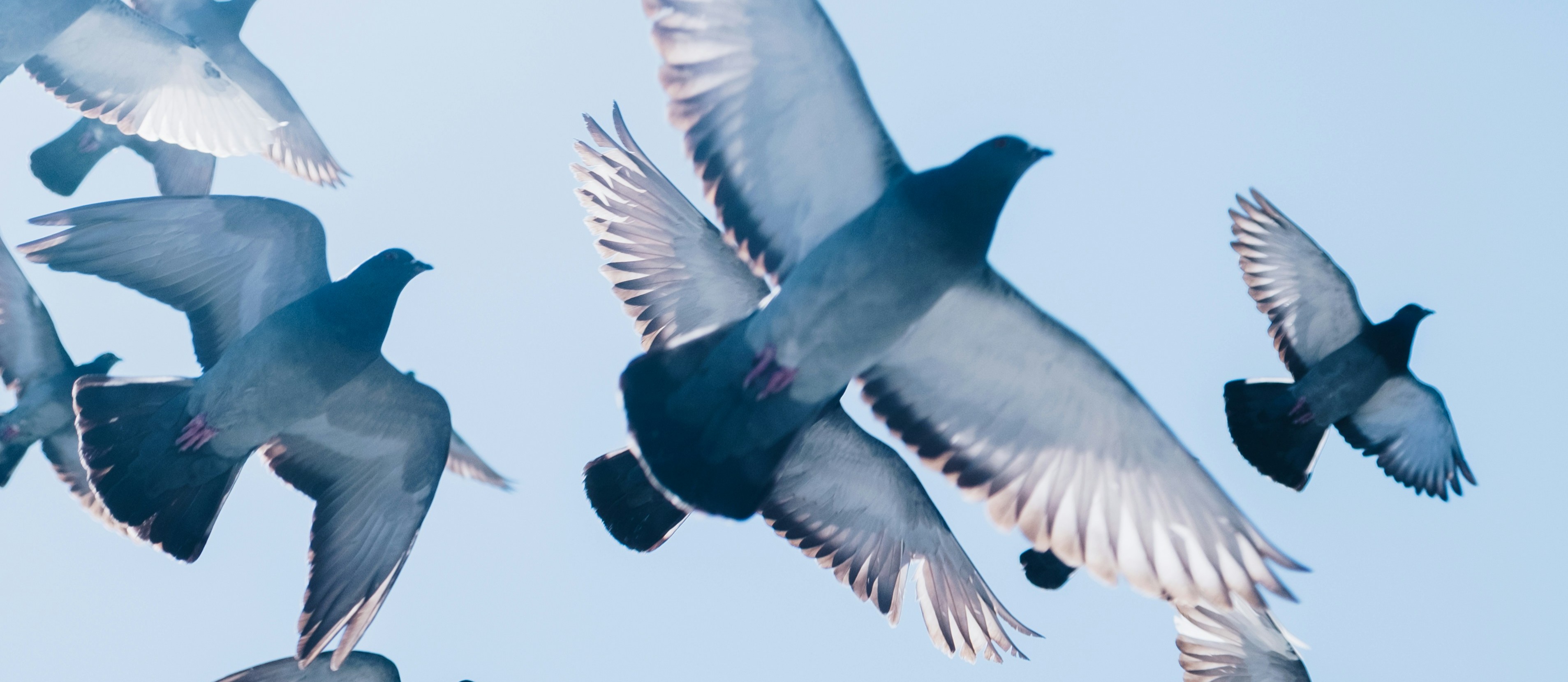 Doves flying