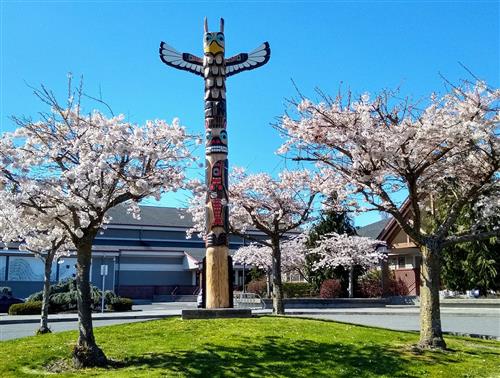 The image  show a totem pole surrounded by cherry blossom trees in front of a building. The totem pole is made of wood and has a carving of an eagle on it. The cherry blossom trees are in full bloom, which adds a touch of pink and white color to the photo.