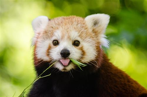 A red panda peacefully munching on grass in the forest.